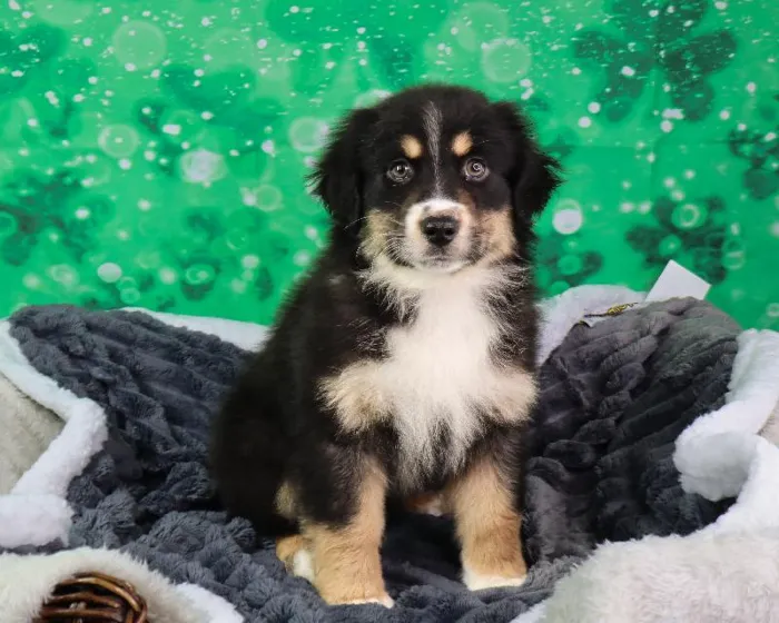 Male Miniature Australian Shepherd Puppy for Sale in Grand Rapids, MI
