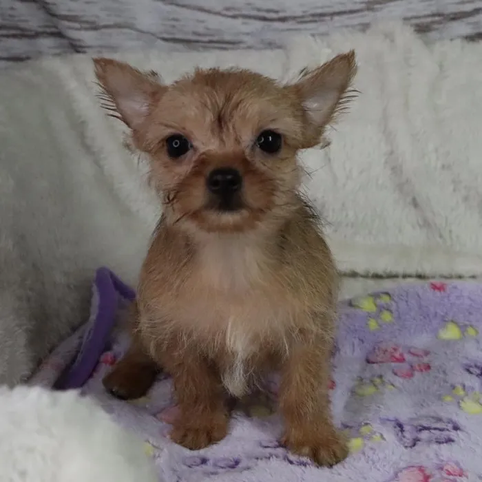 Male Chorkie Puppy for Sale in Grand Rapids, MI