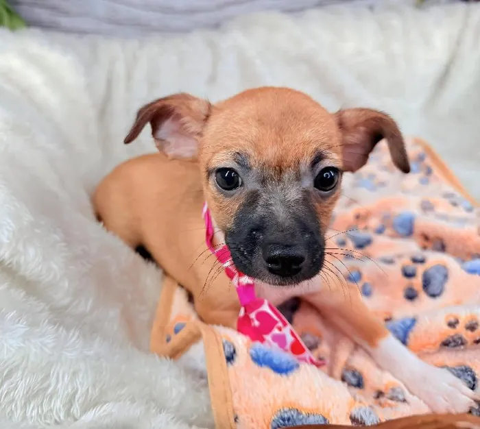Male Rat-Chi Puppy for Sale in Grand Rapids, MI