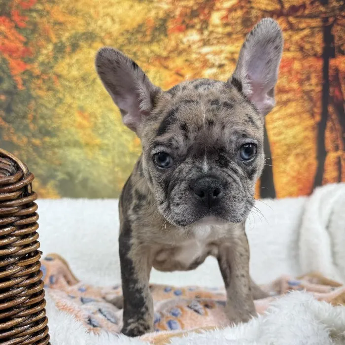Female Frenchton Puppy for Sale in Grand Rapids, MI