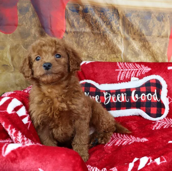 Female Goldendoodle Mini F1b Puppy for Sale in Grand Rapids, MI