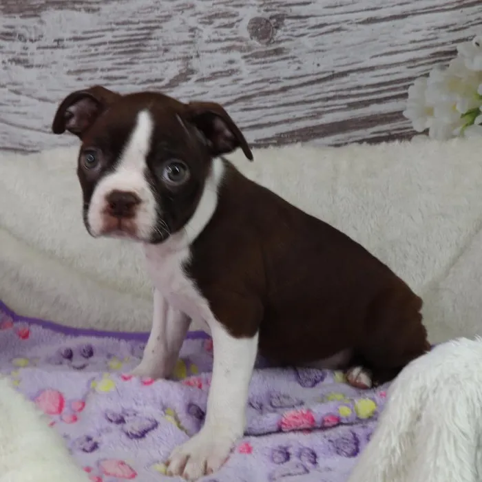 Female Boston Terrier puppy named Piggy for sale at Your Pawfect Puppy.