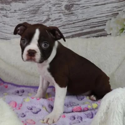Female Boston Terrier puppy named Piggy for sale at Your Pawfect Puppy.