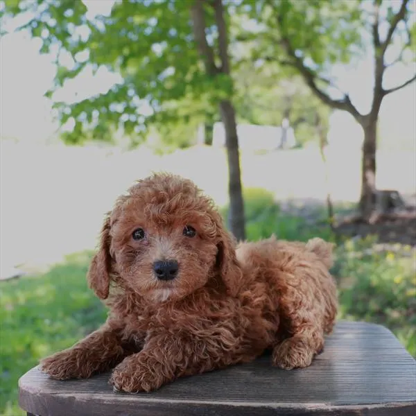 Male Mini Poodle puppy named Nick for sale at Your Pawfect Puppy.