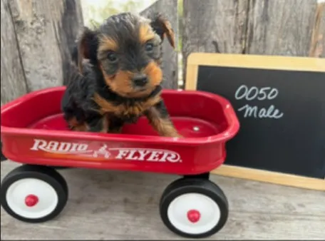 Male Yorkshire Terrier puppy named Squealer for sale at Your Pawfect Puppy.