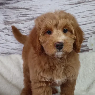 Male Goldendoodle Mini F1B puppy named Sparrow for sale at Your Pawfect Puppy.