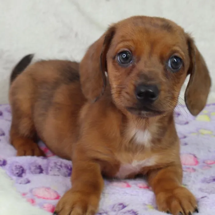 Male Dachshund puppy named Lucky for sale at Your Pawfect Puppy.