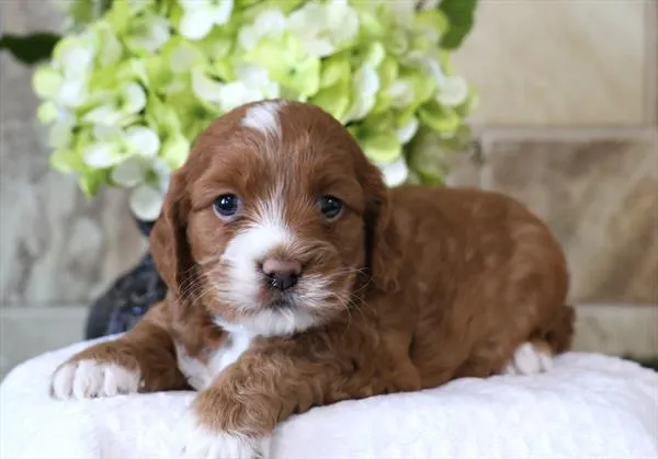 Female Cockapoo puppy named Capybara for sale at Your Pawfect Puppy.