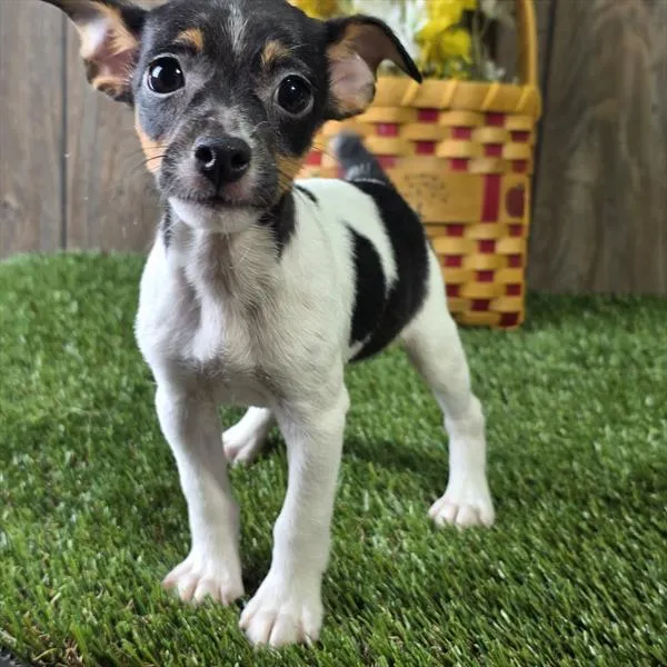 Male Rat-Chi puppy named Bullseye for sale at Your Pawfect Puppy.