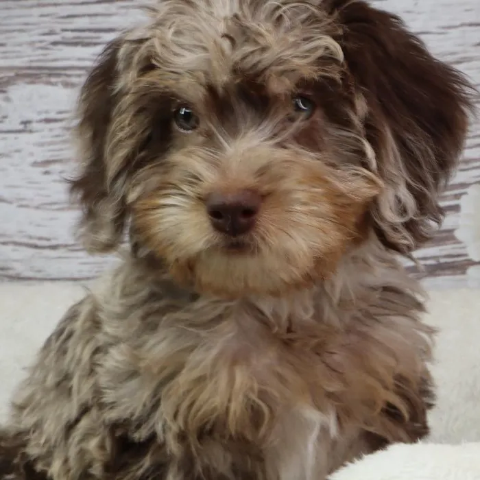 Male Mini Labradoodle puppy named Simon for sale at Your Pawfect Puppy.