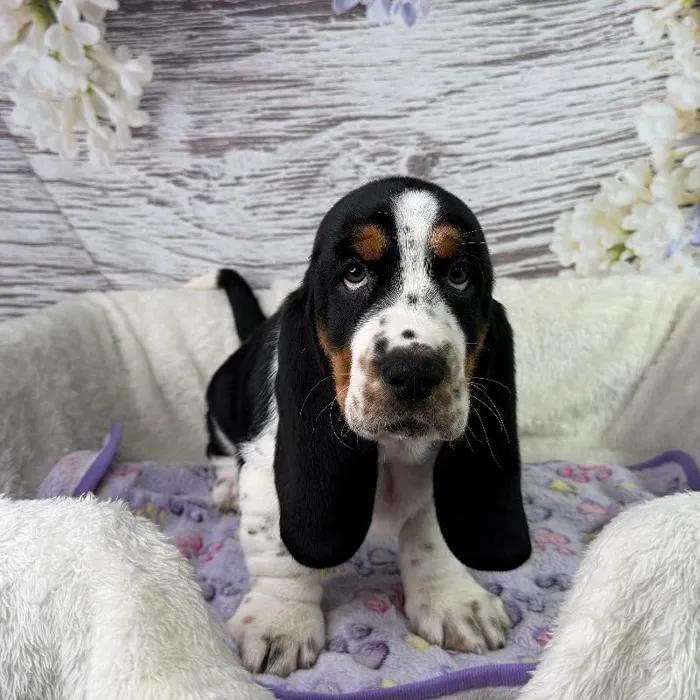 Female Basset Hound puppy named Jessie for sale at Your Pawfect Puppy.