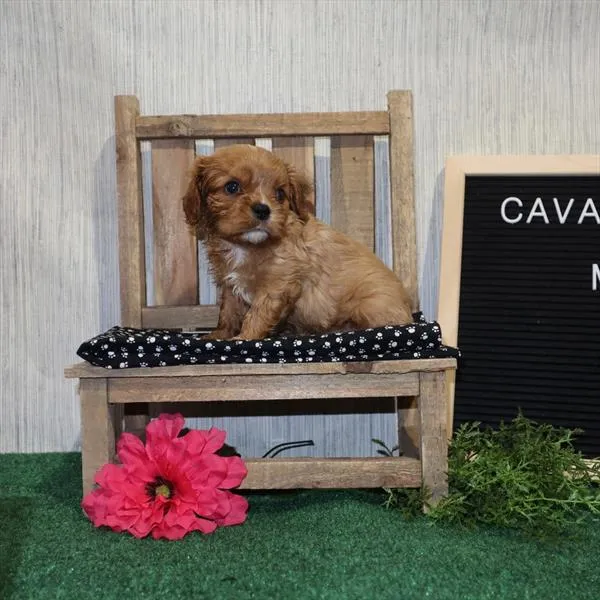 Male Cavalier King Charles Spaniel puppy named Tito for sale at Your Pawfect Puppy.