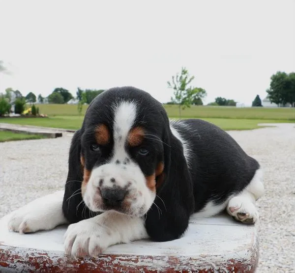 Female Basset Hound puppy named Jessie for sale at Your Pawfect Puppy.