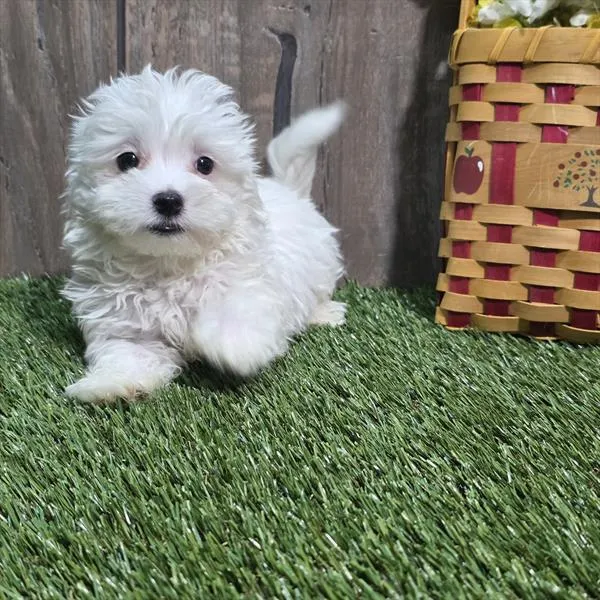 Male Maltese puppy named Smarty Pants for sale at Your Pawfect Puppy.