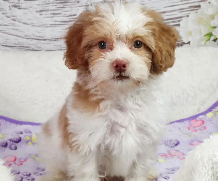 Male Shihpoo puppy named Arkansas for sale at Your Pawfect Puppy.