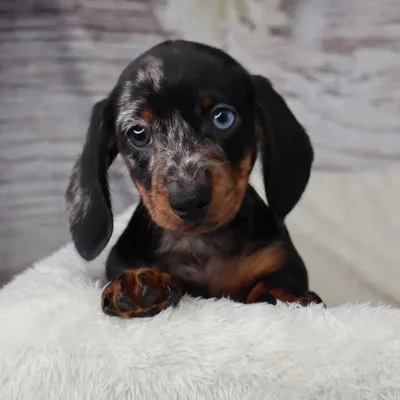Female Dachshund puppy named Phyllis for sale at Your Pawfect Puppy.
