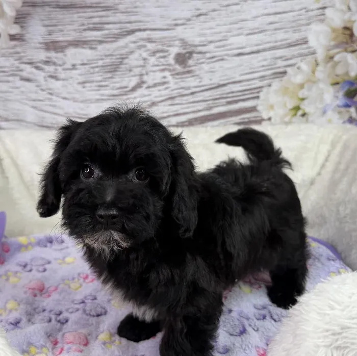 Male Havapoo puppy named Woody for sale at Your Pawfect Puppy.