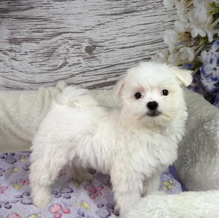 Male Maltese puppy named Smarty Pants for sale at Your Pawfect Puppy.