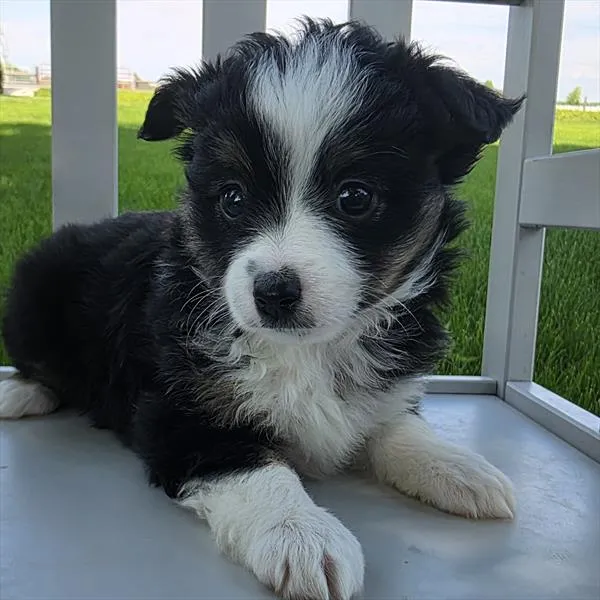 Female Miniature Australian Shepherd puppy named Sandy for sale at Your Pawfect Puppy.