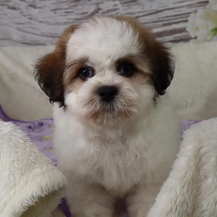 Female Teddy Bear puppy named Millie for sale at Your Pawfect Puppy.