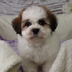 Female Teddy Bear puppy named Millie for sale at Your Pawfect Puppy.