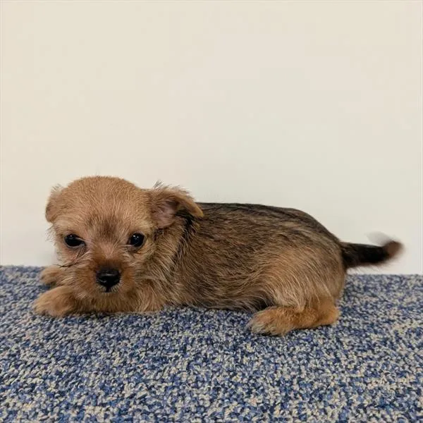 Male Chorkie puppy named Finnick for sale at Your Pawfect Puppy.