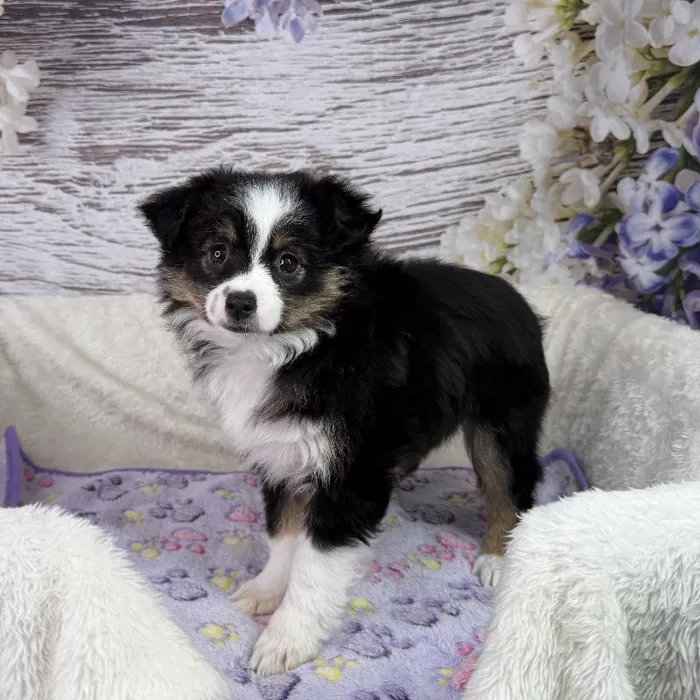 Female Miniature Australian Shepherd puppy named Sandy for sale at Your Pawfect Puppy.