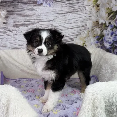 Female Miniature Australian Shepherd puppy named Sandy for sale at Your Pawfect Puppy.