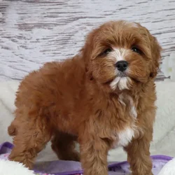 Female Cavapoo puppy named Orca for sale at Your Pawfect Puppy.