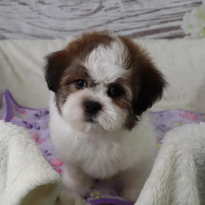 Male Teddy Bear puppy named Albert for sale at Your Pawfect Puppy.