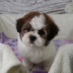 Male Teddy Bear puppy named Albert for sale at Your Pawfect Puppy.