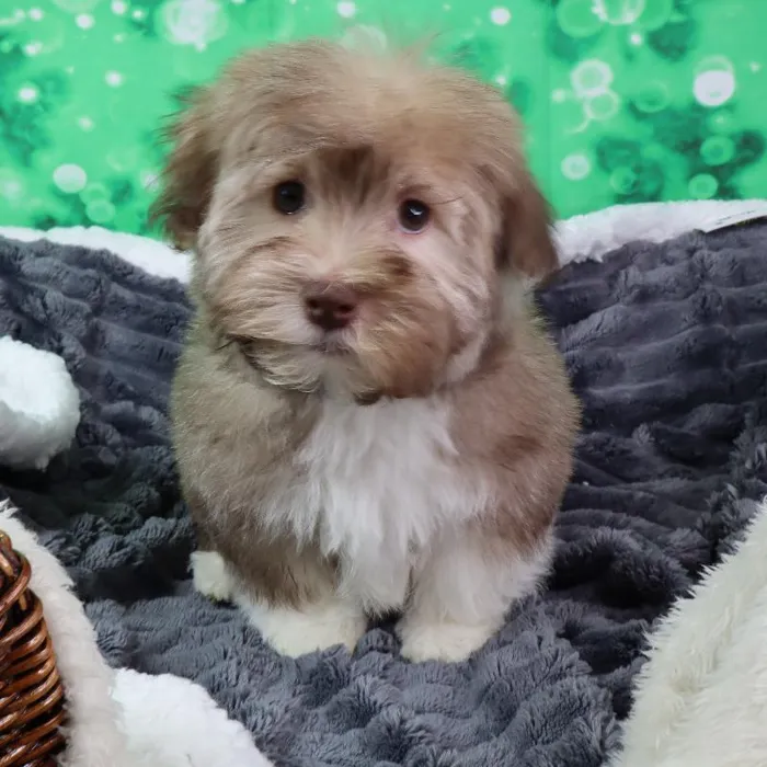 Male Havanese puppy named St. Patrick for sale at Your Pawfect Puppy.