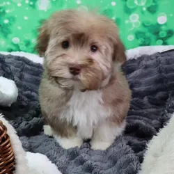 Male Havanese puppy named St. Patrick for sale at Your Pawfect Puppy.