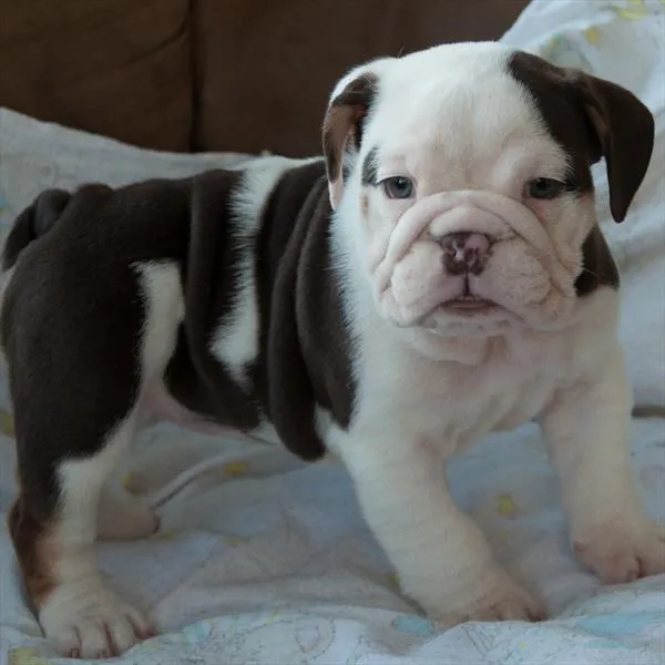 Female English Bulldog puppy named Elephant for sale at Your Pawfect Puppy.