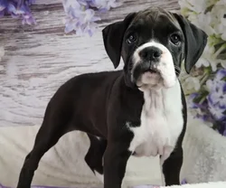 Female Boxer puppy named Doty for sale at Your Pawfect Puppy.