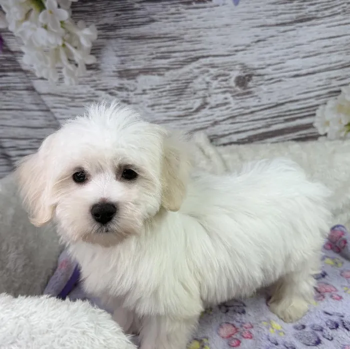 Male Coton De Tulear puppy named Lilypad for sale at Your Pawfect Puppy.