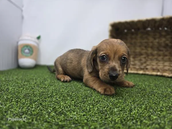 Male Dachshund puppy named Lucky for sale at Your Pawfect Puppy.