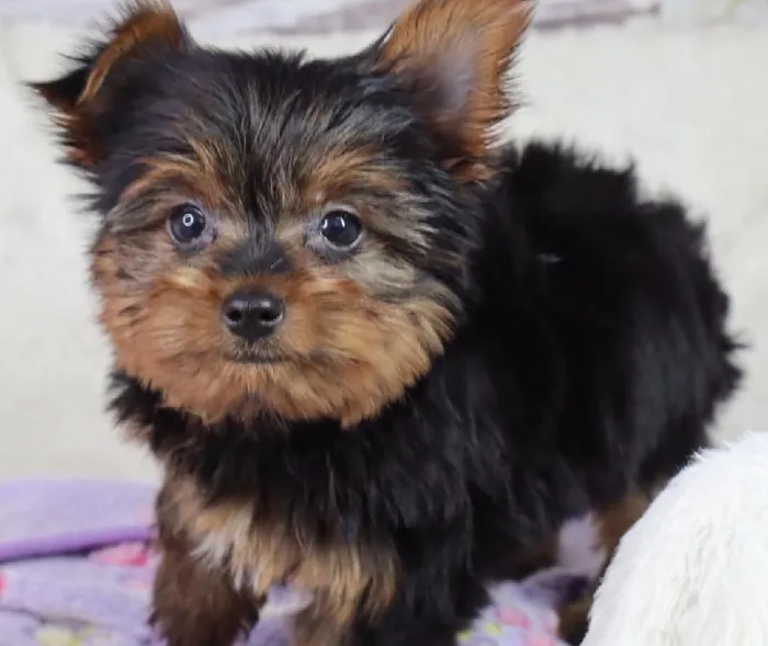 Male Yorkshire Terrier puppy named Goat for sale at Your Pawfect Puppy.