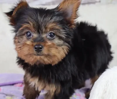 Male Yorkshire Terrier puppy named Goat for sale at Your Pawfect Puppy.