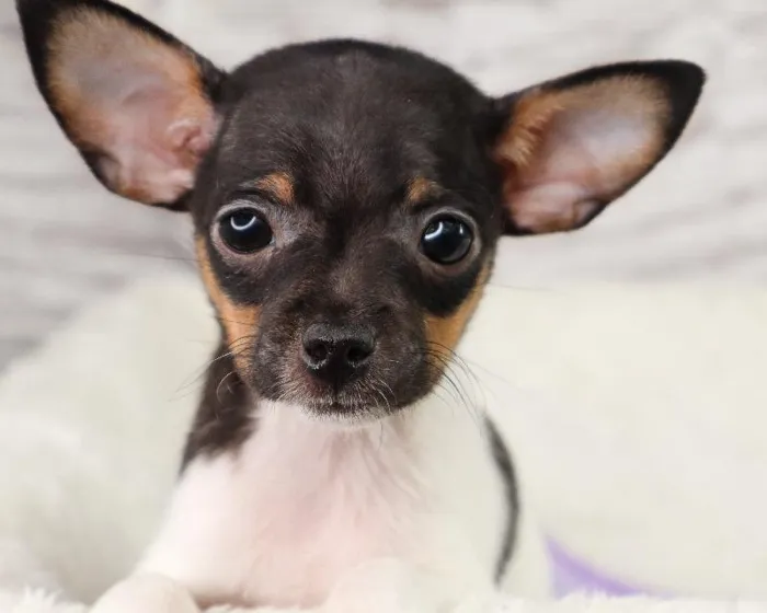 Male Rat-Chi puppy named Texas for sale at Your Pawfect Puppy.