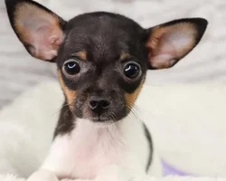 Male Rat-Chi puppy named Texas for sale at Your Pawfect Puppy.