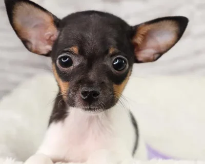 Male Rat-Chi puppy named Texas for sale at Your Pawfect Puppy.