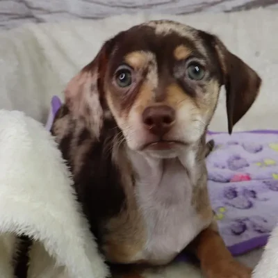Male Chiweenie puppy named Tiger for sale at Your Pawfect Puppy.