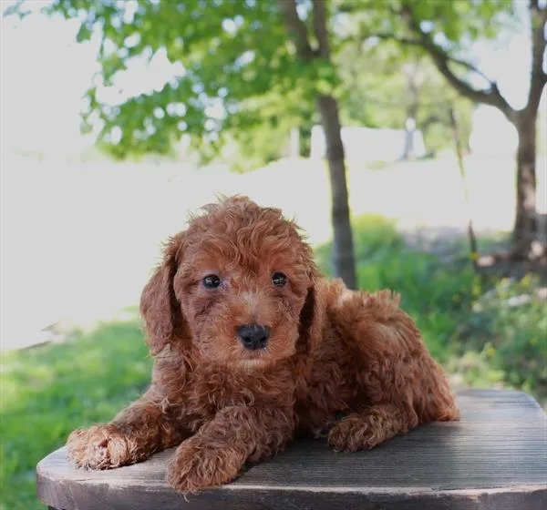 Male Mini Poodle puppy named Flash for sale at Your Pawfect Puppy.