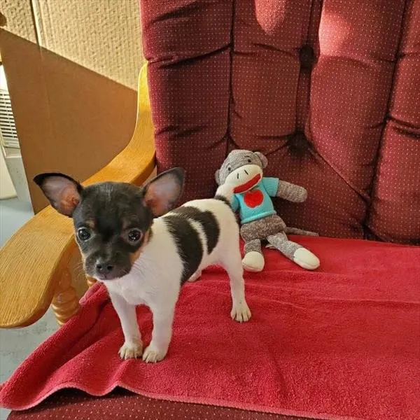 Male Rat-Chi puppy named Texas for sale at Your Pawfect Puppy.