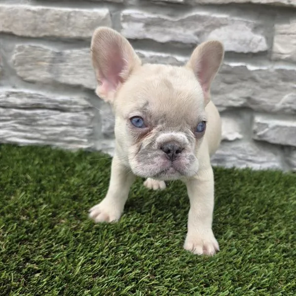 Female French Bulldog puppy named Summer for sale at Your Pawfect Puppy.