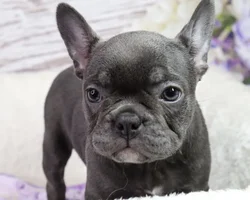 Female Frenchton puppy named Cali for sale at Your Pawfect Puppy.