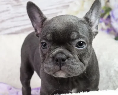 Female Frenchton puppy named Cali for sale at Your Pawfect Puppy.