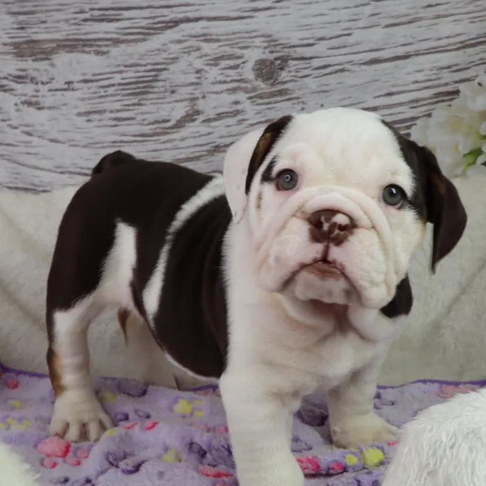 Female English Bulldog puppy named Elephant for sale at Your Pawfect Puppy.