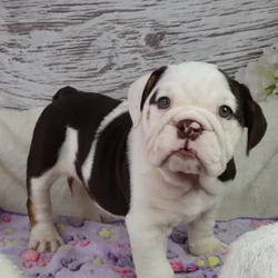 Female English Bulldog puppy named Elephant for sale at Your Pawfect Puppy.